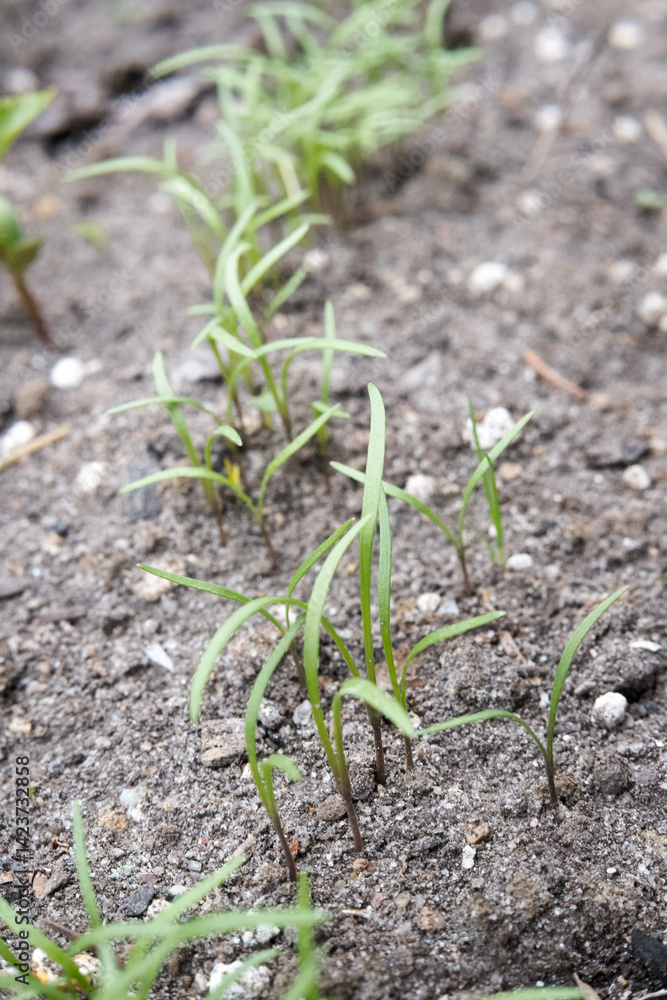 Young vegetables growing in the substrate, beets.