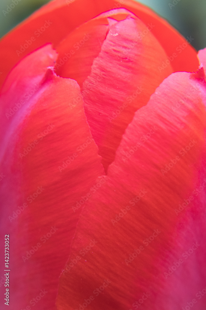 Red flower petals, garden tulip.