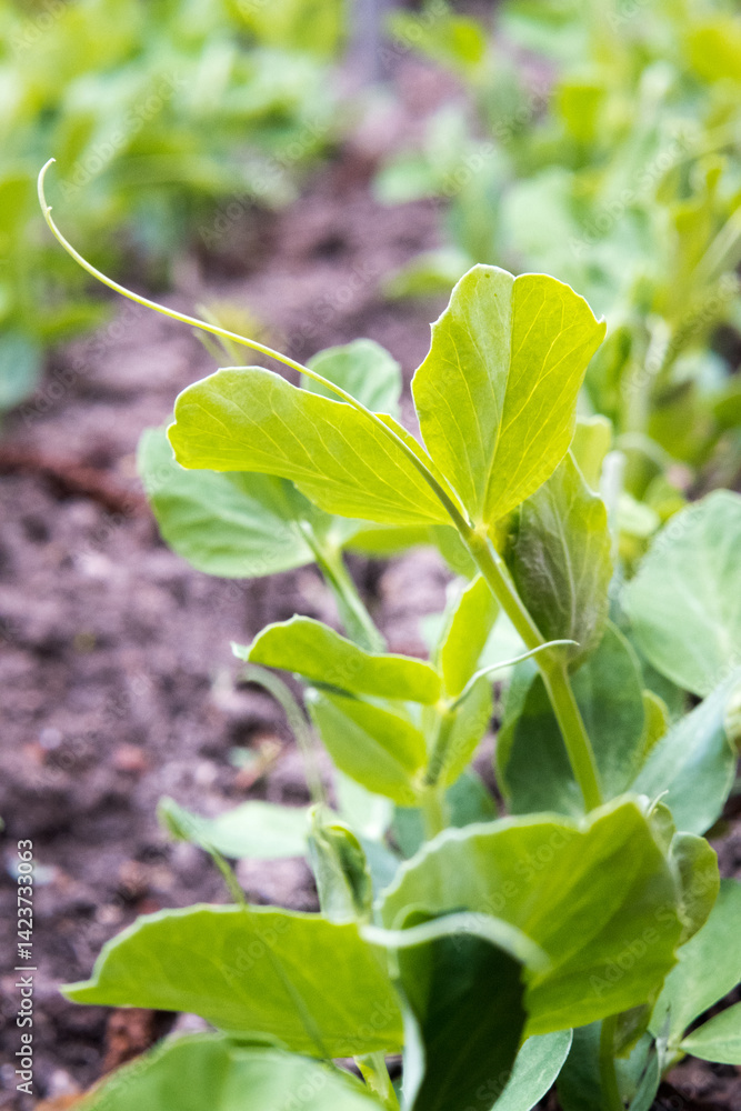 Green peas growing in the garden.