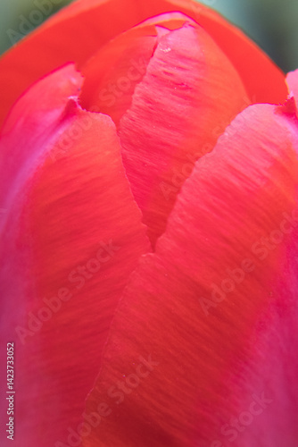 Obraz na płótnie Red flower petals, garden tulip. w salonie