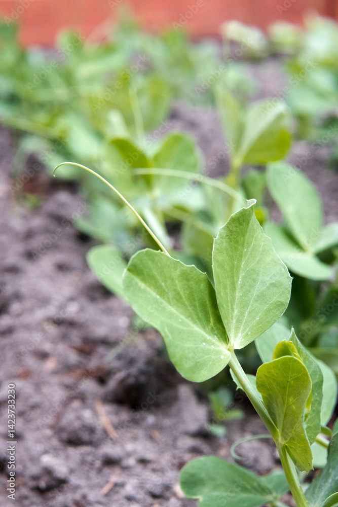 Green peas growing in the garden.
