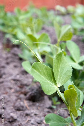 Obraz na płótnie Green peas growing in the garden. w salonie