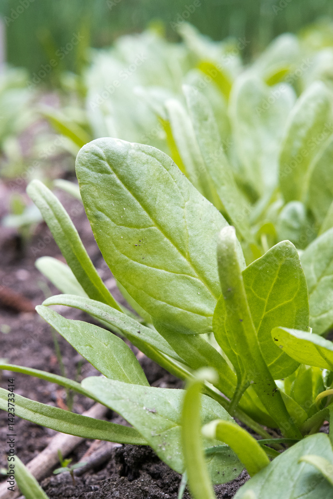 Young spinach leaves in the garden.
