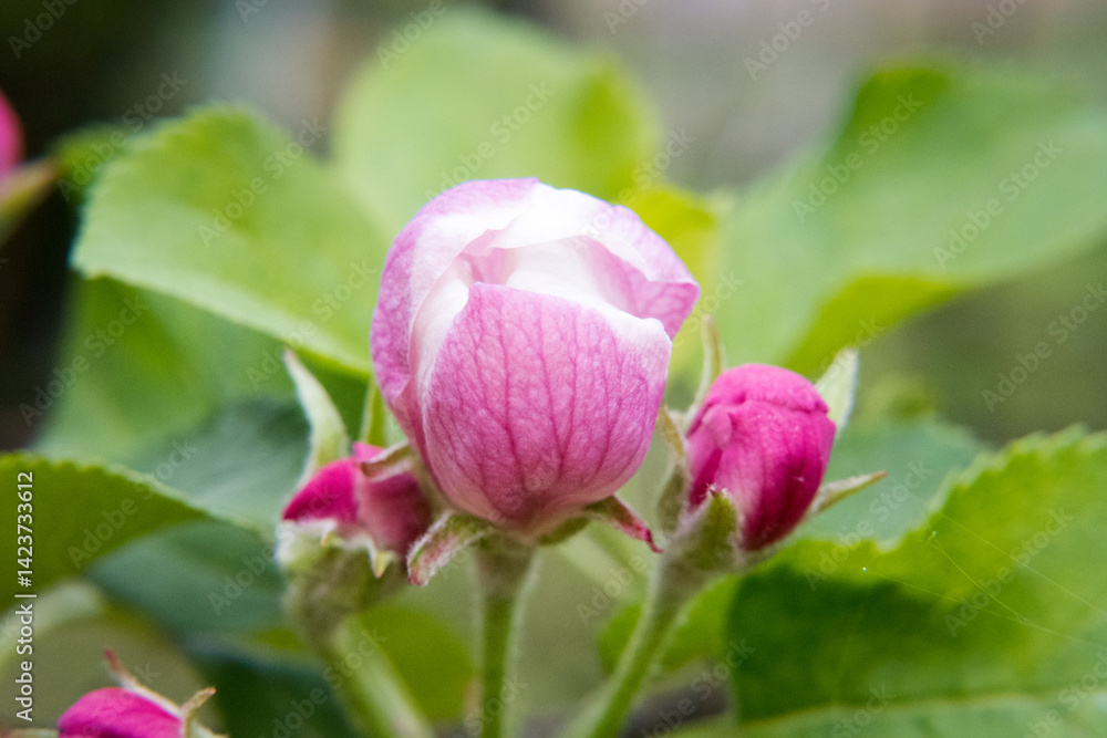 Flowers of a blooming apple tree in spring.