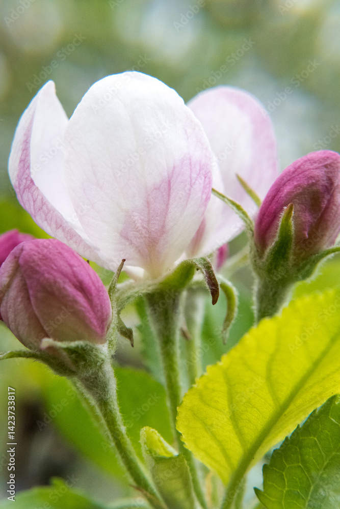 Flowers of a blooming apple tree in spring.