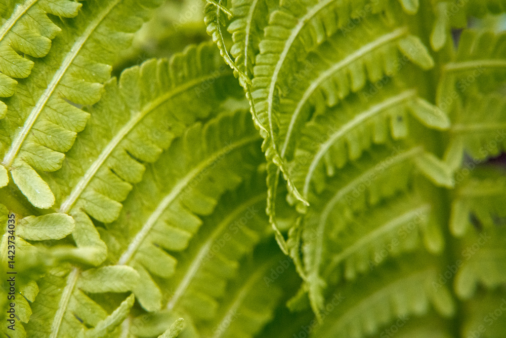 Young fern, fresh leaves, garden.