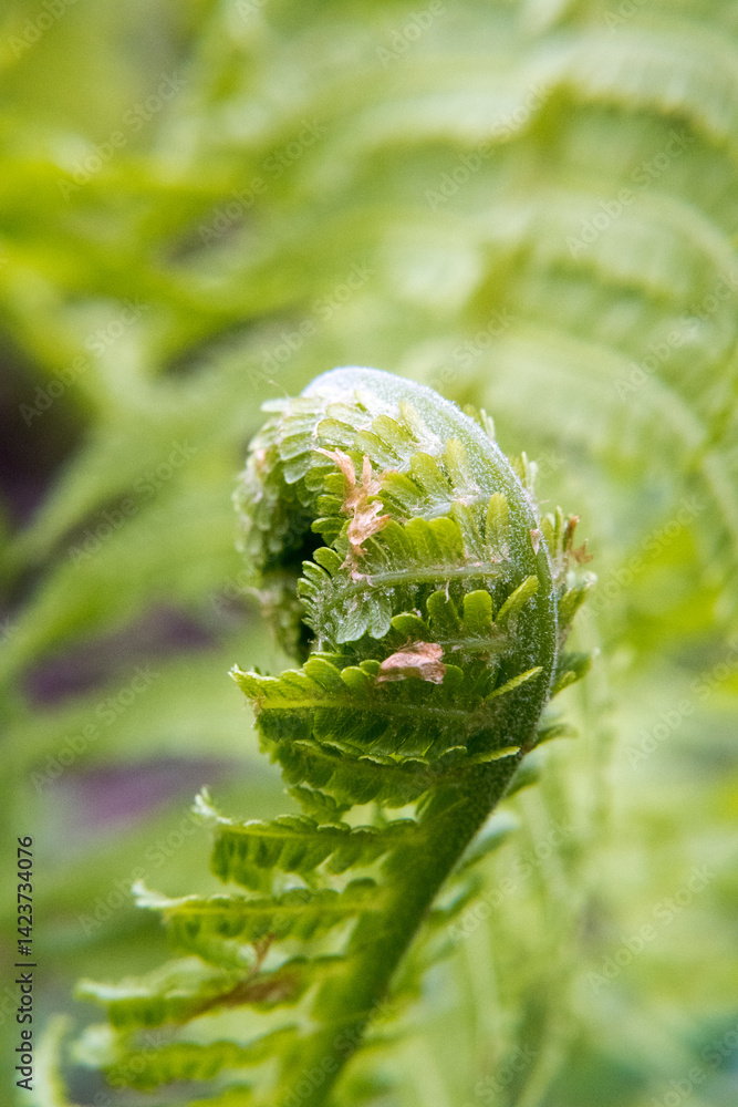 Young fern, fresh leaves, garden.