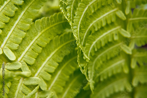 Obraz na płótnie Young fern, fresh leaves, garden. w salonie