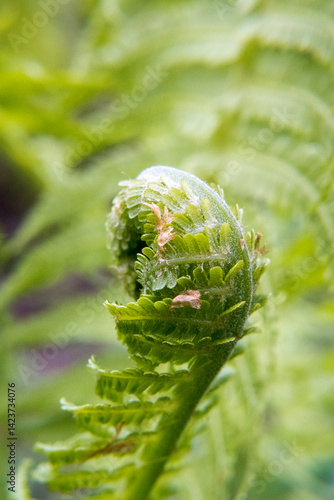 Obraz na płótnie Young fern, fresh leaves, garden. w salonie
