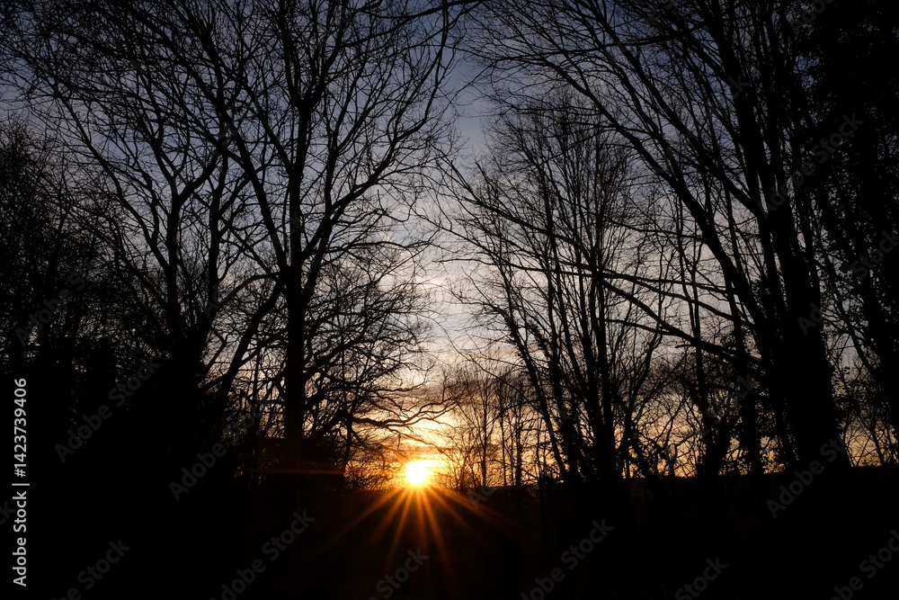 Sunset illuminates a serene setting as sunlight filters through the silhouettes of leafless trees. The warm hues create a calm atmosphere, signaling the end of the day.