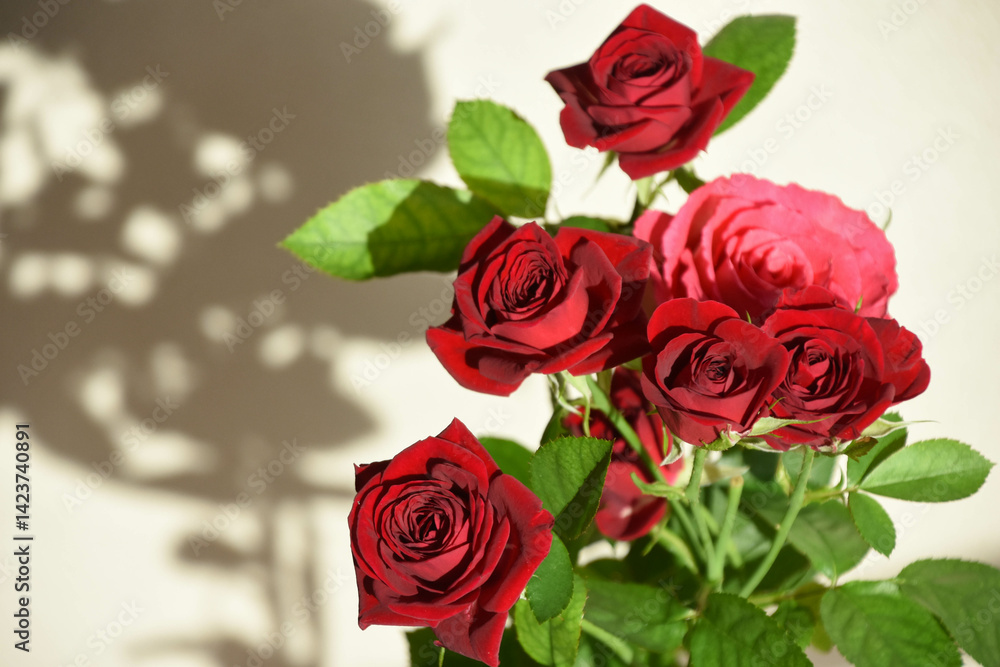 Obraz premium ピンクと赤のばら