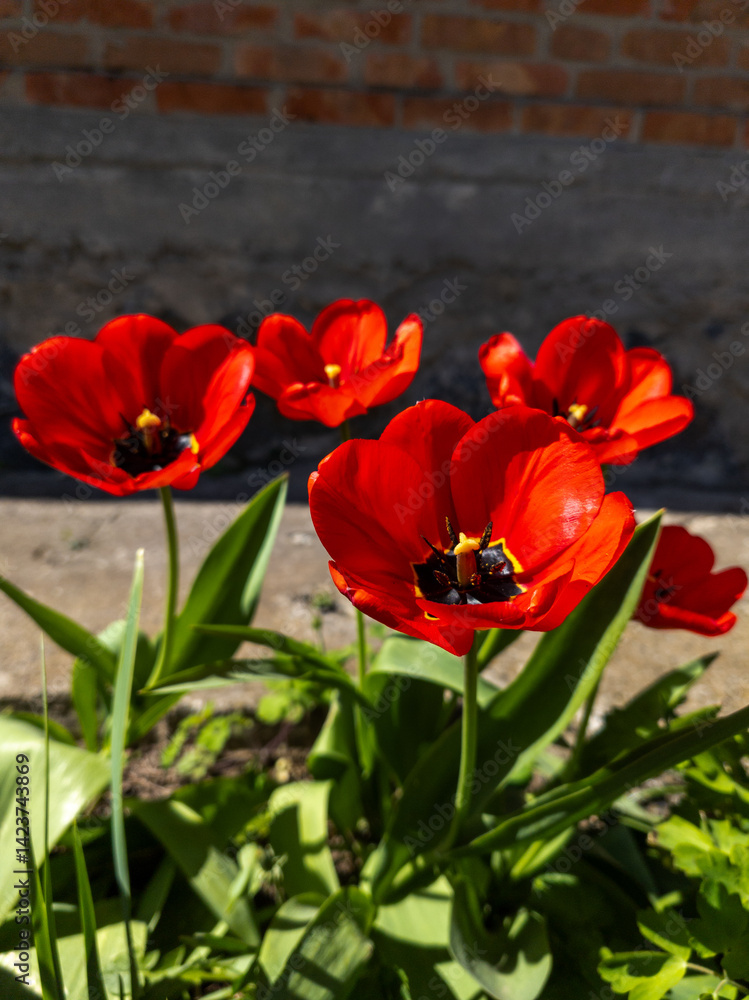 Fototapeta premium A group of red tulips in front of a brick wall