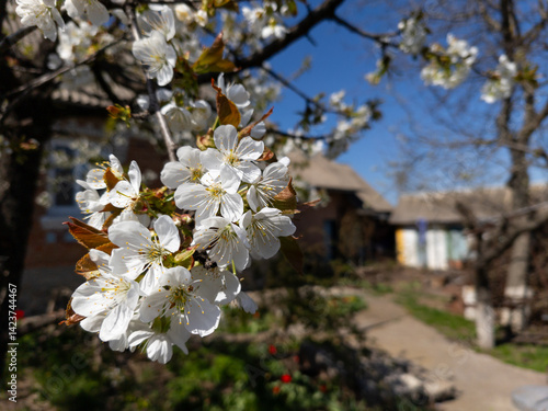A tree with white flowers in front of a house