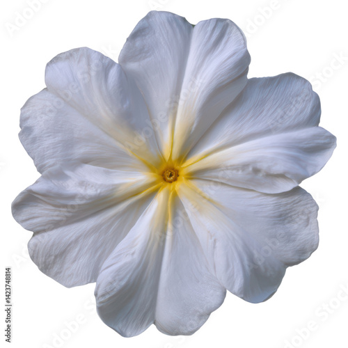Elegant White Flower with Subtle Yellow Center on a Dark Background, isolated on transparent background.