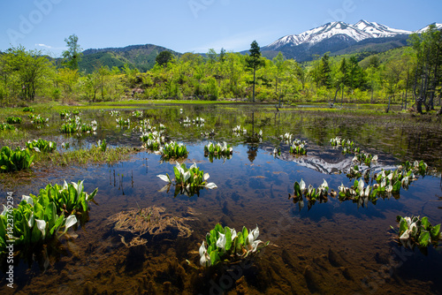残雪の乗鞍岳と一ノ瀬園地のミズバショウ3