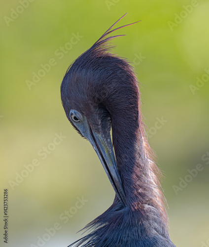 Little blue heron preening