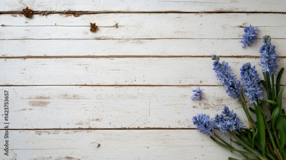 Distressed white wood surface with parallel rows of blooming blue hyacinths, spring theme Distressed white wood surface with parallel rows of blooming blue hyacinths, spring theme