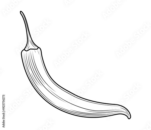 Chilli pepper. Hot chili cayenne pepper in engraved style. Fresh organic vegetable. Сhile vector hand drawn illustration. Detailed food drawing for label, poster, print, isolated on white background