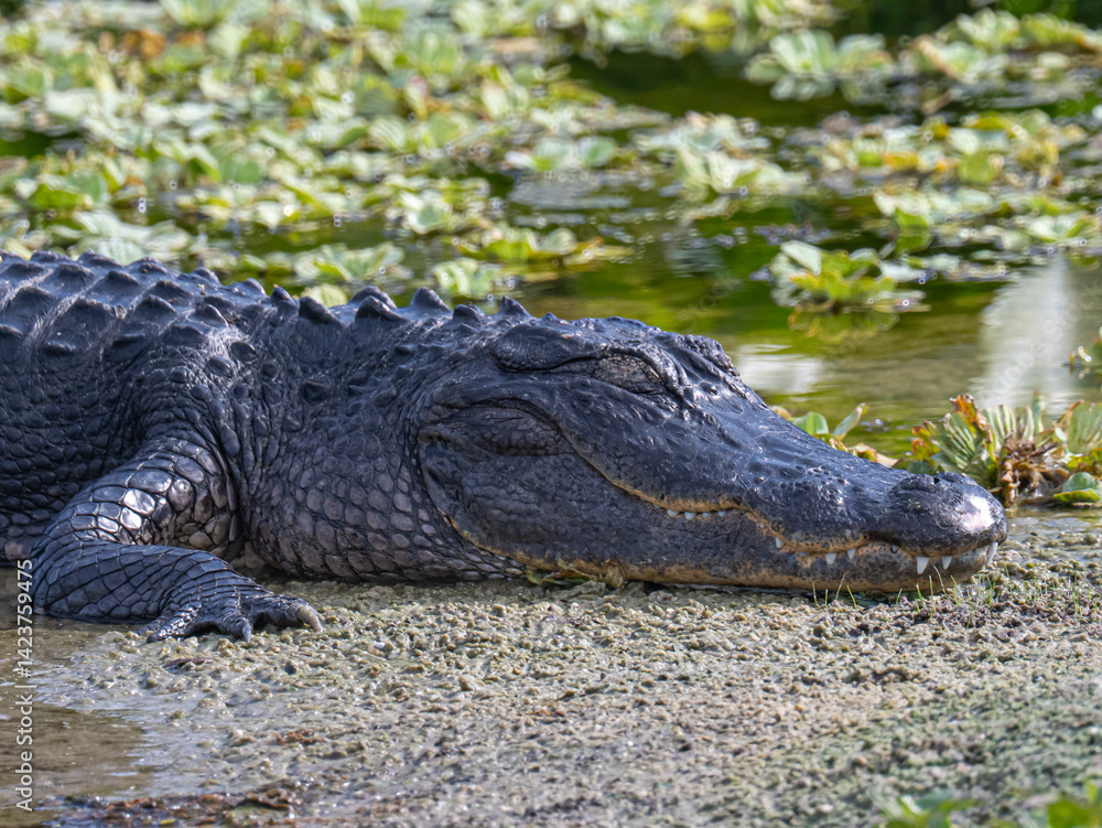 Obraz premium Resting alligator