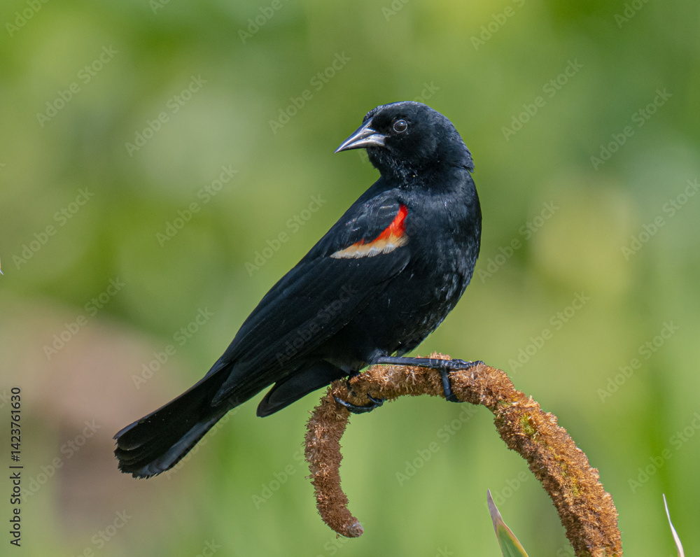 Fototapeta premium Red winged blackbird perched in a cattail 