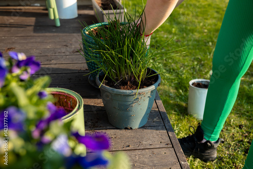 Obraz na płótnie A person in green leggings tends to a potted plant on a wooden deck. Purple flowers are in the foreground, with a grassy area in the background. w salonie