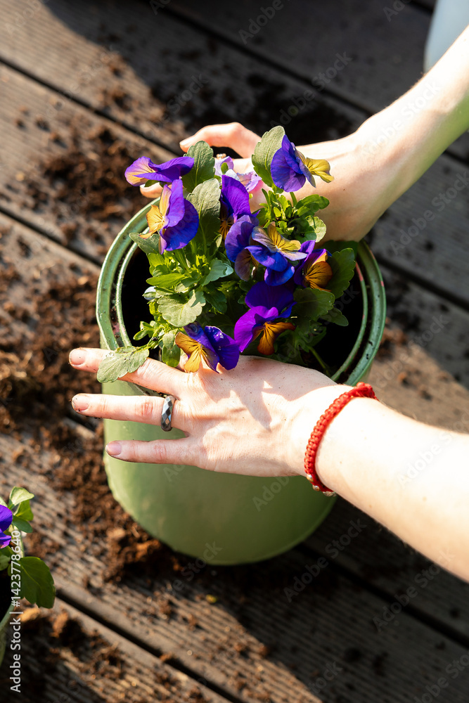 A pair of hands tends to purple and yellow pansies in a green pot on wooden decking, with scattered soil and bright sunlight illuminating the scene.