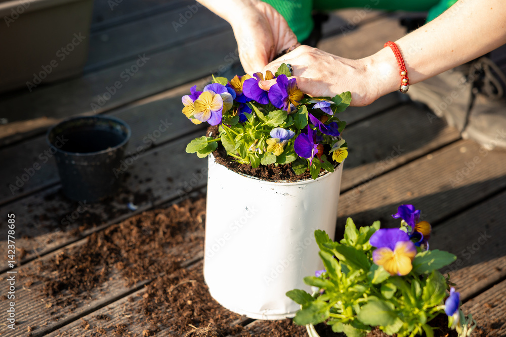 Hands place vibrant purple and yellow flowers into a white cylindrical pot on a wooden deck, with scattered soil and a small black pot nearby.