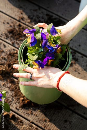 Obraz na płótnie A pair of hands tends to purple and yellow pansies in a green pot on wooden decking, with scattered soil and bright sunlight illuminating the scene. w salonie