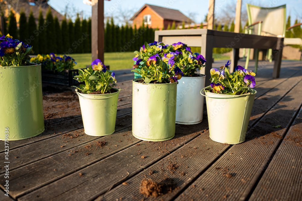 Vibrant purple and yellow flowers in pastel pots on a wooden deck, with soil scattered. A red house, wooden table, chairs, and hedges are visible.