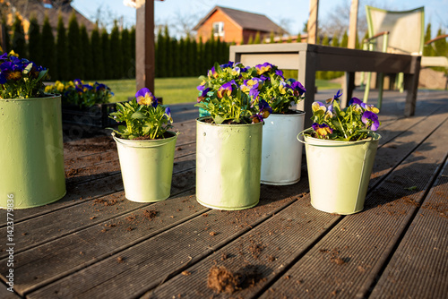 Vibrant purple and yellow flowers in pastel pots on a wooden deck, with soil scattered. A red house, wooden table, chairs, and hedges are visible.