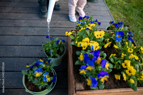 Obraz na płótnie A child in pink pants and colorful shoes waters potted yellow and blue flowers on a wooden deck. A patch of grass is visible in the background. w salonie