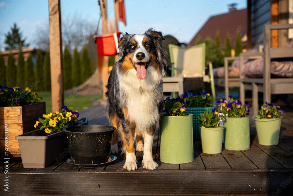 A tricolor dog stands on a wooden deck with potted yellow and purple flowers, green planters, outdoor furniture, and a house with a sloped roof nearby.