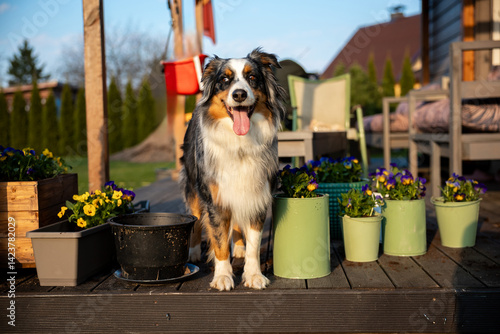 Obraz na płótnie A tricolor dog stands on a wooden deck with potted yellow and purple flowers, green planters, outdoor furniture, and a house with a sloped roof nearby. w salonie