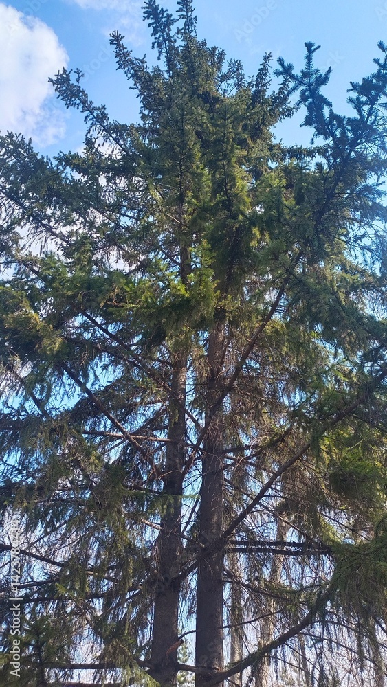 Obraz premium Beautiful fir tree in a city park on a clear day.