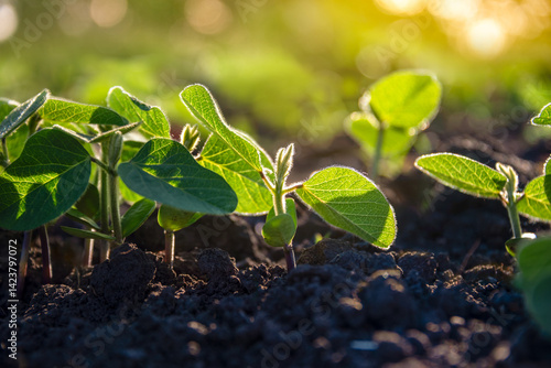 Rows of soybean plants growing on an agricultural plantation in the morning light. Field of young soybean shoots. Selective focus.
