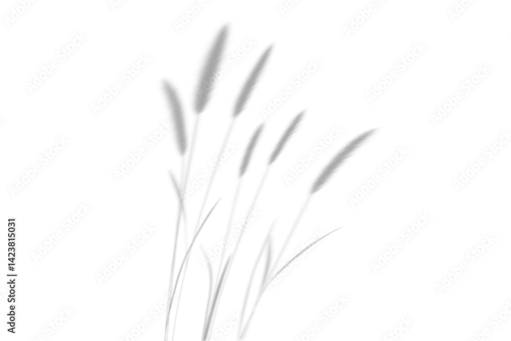 Fototapeta premium shadow overlay effects of realistic bristlegrass shadow isolated on transparent background,shadow for product presentation interior backdrop design,Summer grass shade overla