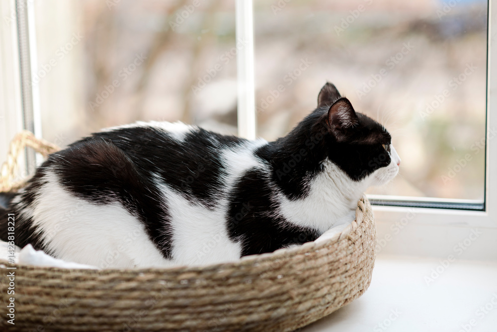 Portrait of black and white cat lying in wicker soft bed and looking out window