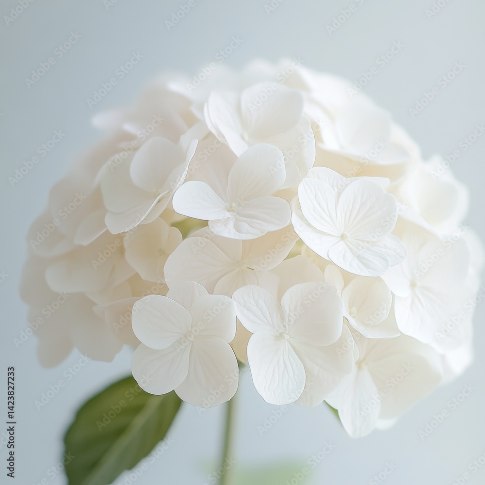 A beautiful white hydrangea flower captured in soft light. This floral image exudes elegance and simplicity. Perfect for nature lovers or home decor. Ideal for print and web use. AI