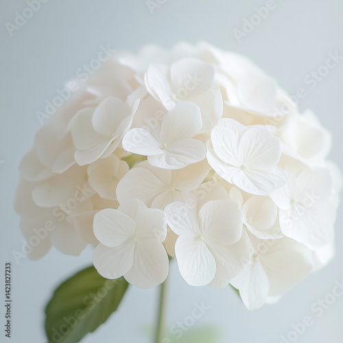 Obraz na płótnie A beautiful white hydrangea flower captured in soft light. This floral image exudes elegance and simplicity. Perfect for nature lovers or home decor. Ideal for print and web use. AI w salonie