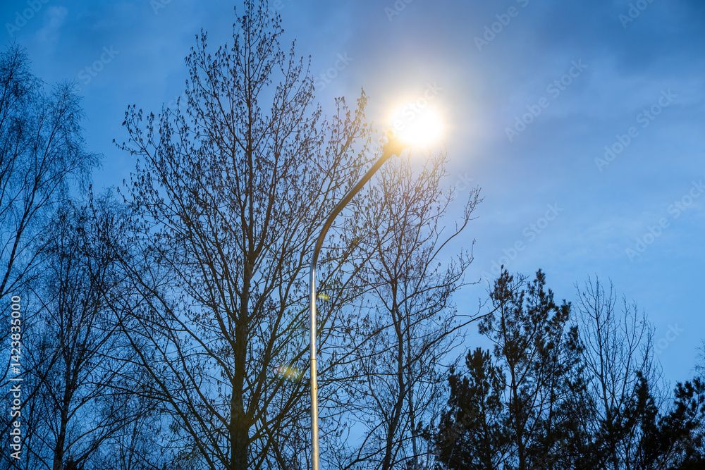 A glowing streetlight casts a soft halo, surrounded by intricate leafless tree branches silhouetted against a dusky blue sky.
