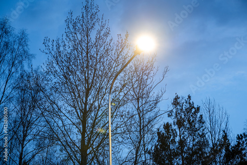 Obraz na płótnie A glowing streetlight casts a soft halo, surrounded by intricate leafless tree branches silhouetted against a dusky blue sky. w salonie