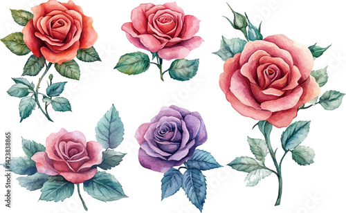 Hand drawn wtercolor illustration of rose flower	