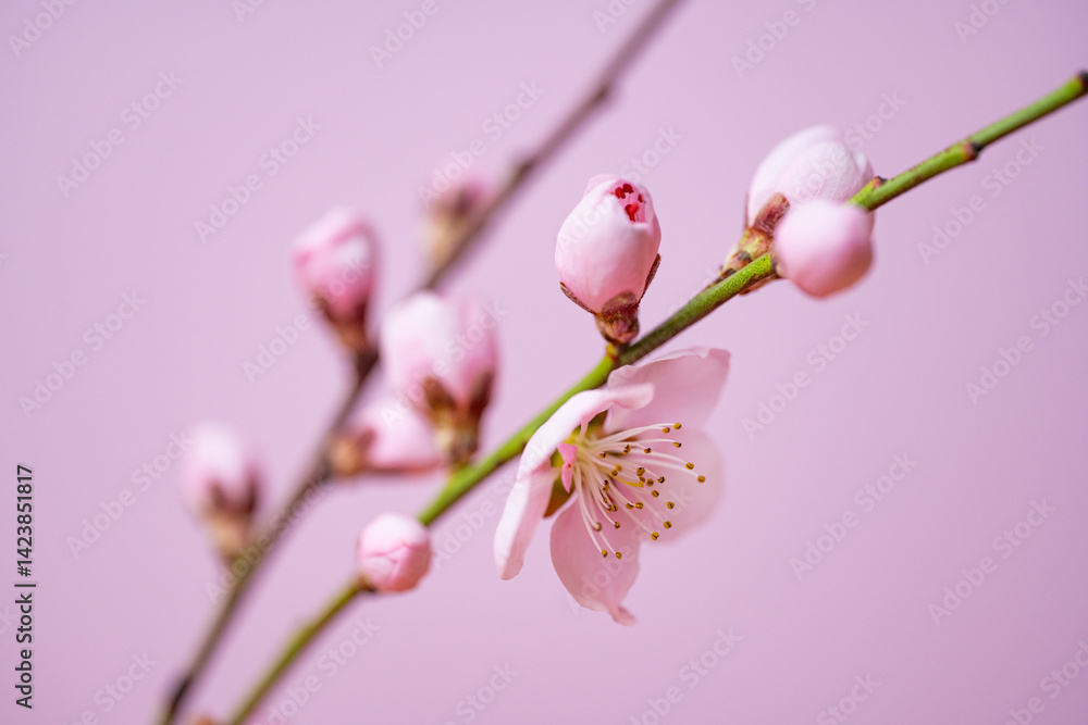 blossoming sakura branch