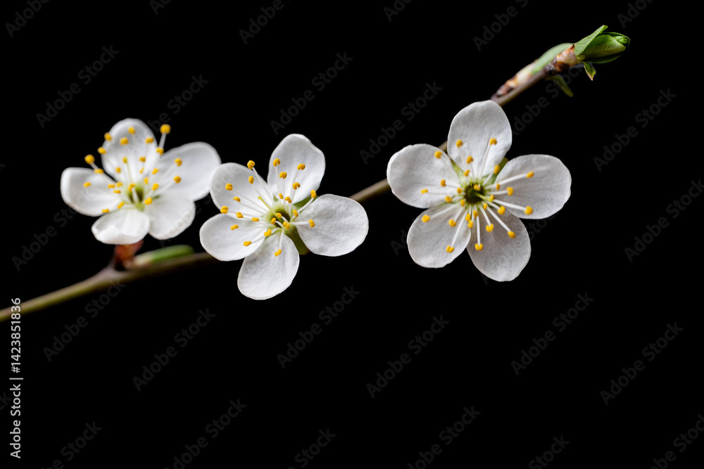 flowering branch