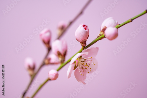 Obraz na płótnie blossoming sakura branch w salonie