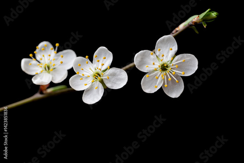 flowering branch
