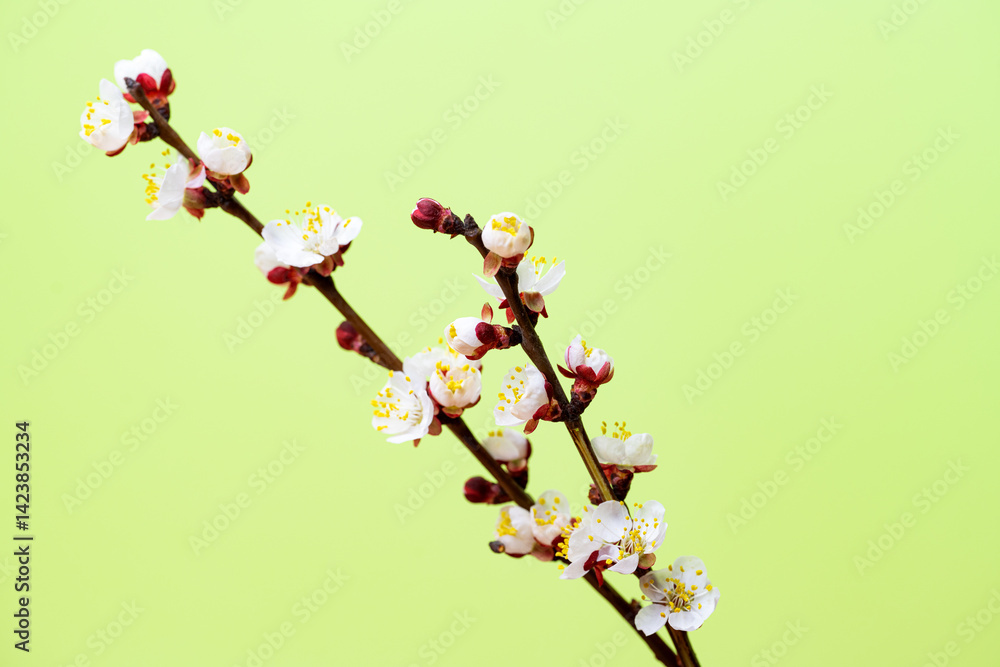 branch with apricot flowers