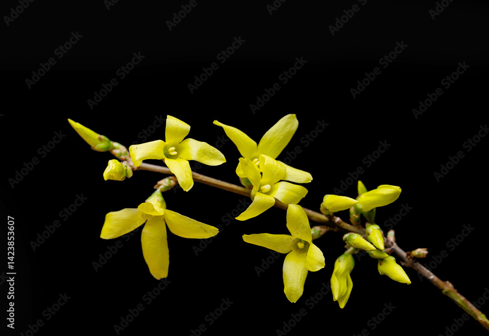 yellow forsythia