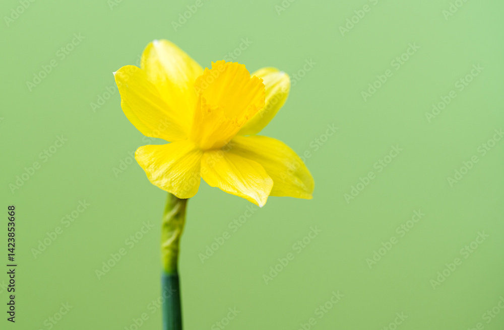yellow daffodil