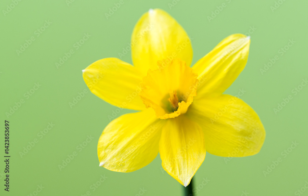 yellow daffodil